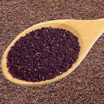 Mustard Seeds (Rai) Loose 200gm